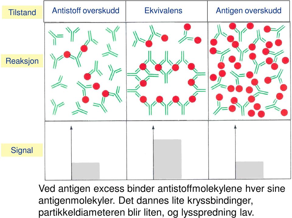 antistoffmolekylene hver sine antigenmolekyler.