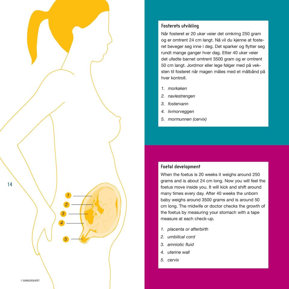 Jordmor eller lege følger med på veksten til fosteret når magen måles med et målbånd på hver kontroll. 1. morkaken 2. navlestrengen 3. fostervann 4. livmorveggen 5.