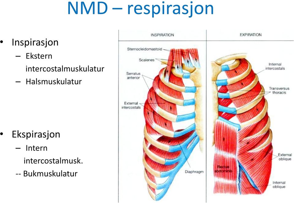 Halsmuskulatur Ekspirasjon