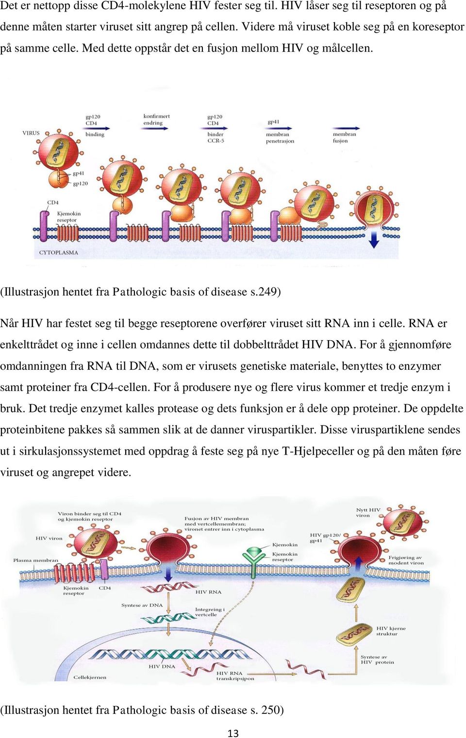 249) Når HIV har festet seg til begge reseptorene overfører viruset sitt RNA inn i celle. RNA er enkelttrådet og inne i cellen omdannes dette til dobbelttrådet HIV DNA.