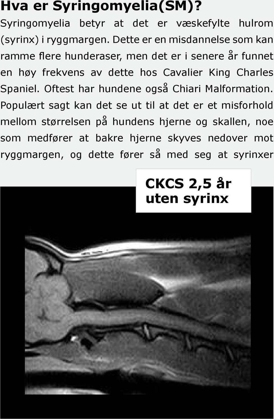 Charles Spaniel. Oftest har hundene også Chiari Malformation.