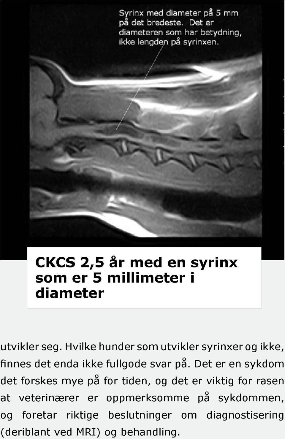 Det er en sykdom det forskes mye på for tiden, og det er viktig for rasen at veterinærer