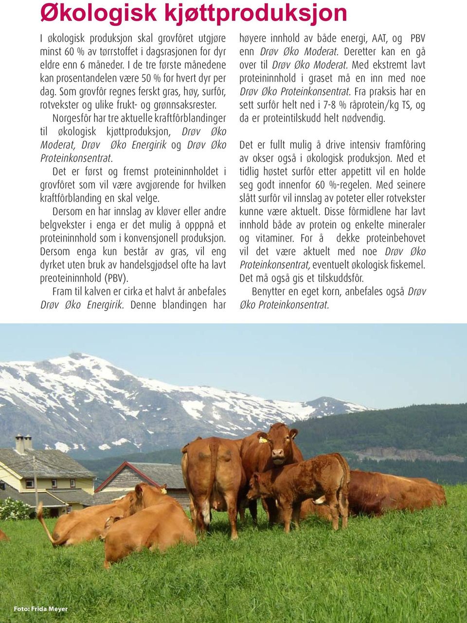 Norgesfôr har tre aktuelle kraftfôrblandinger til økologisk kjøttproduksjon, Drøv Øko Moderat, Drøv Øko Energirik og Drøv Øko Proteinkonsentrat.