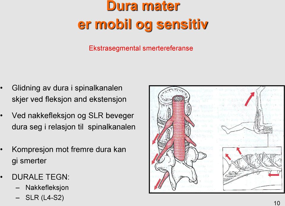 nakkefleksjon og SLR beveger dura seg i relasjon til spinalkanalen