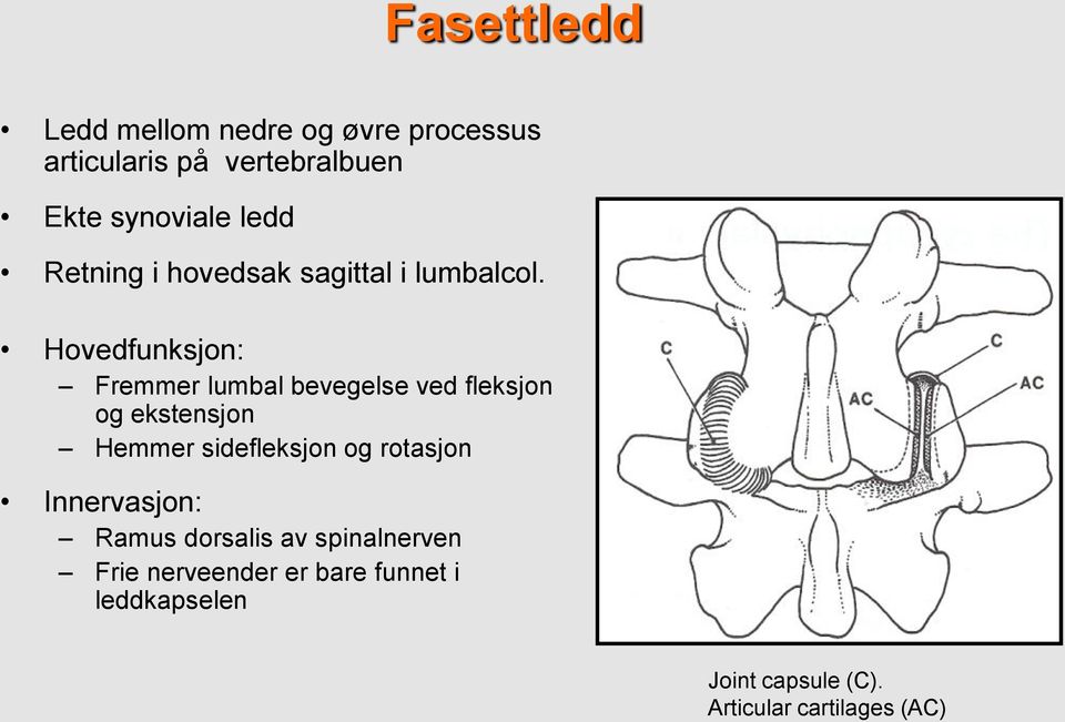 Hovedfunksjon: Fremmer lumbal bevegelse ved fleksjon og ekstensjon Hemmer sidefleksjon og