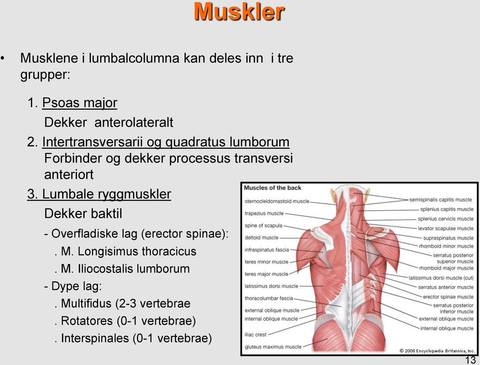 Lumbale ryggmuskler Dekker baktil - Overfladiske lag (erector spinae):. M.