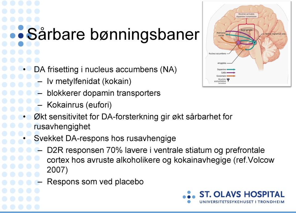 rusavhengighet Svekket DA-respons hos rusavhengige D2R responsen 70% lavere i ventrale stiatum og