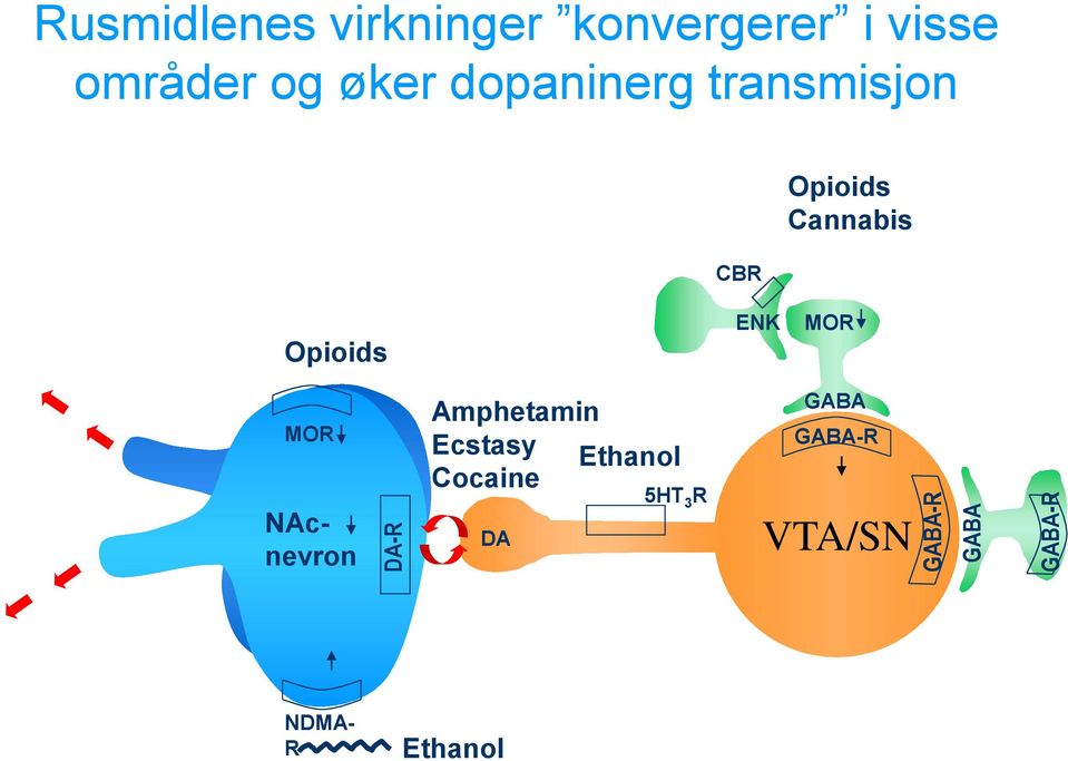 Cannabis Opioids ENK MOR MOR NAcnevron Amphetamin Ecstasy