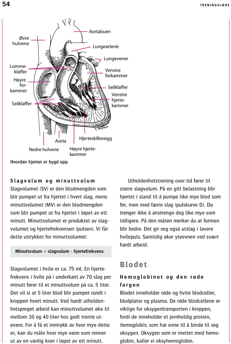 pumpet ut fra hjertet i løpet av ett minutt. Minuttvolumet er produktet av slagvolumet og hjertefrekvensen (pulsen).