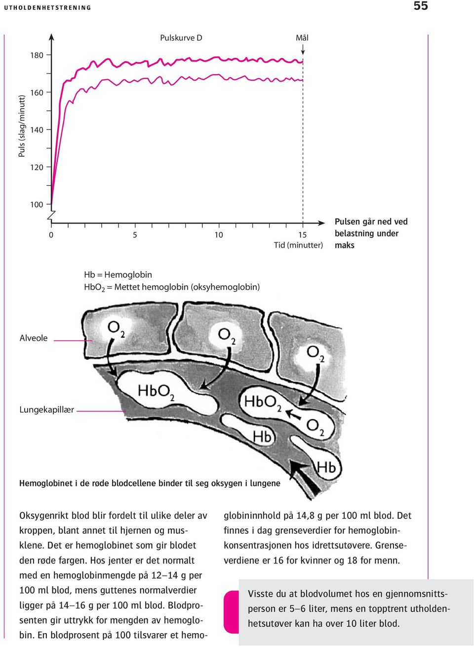 musklene. Det er hemoglobinet som gir blodet den røde fargen.