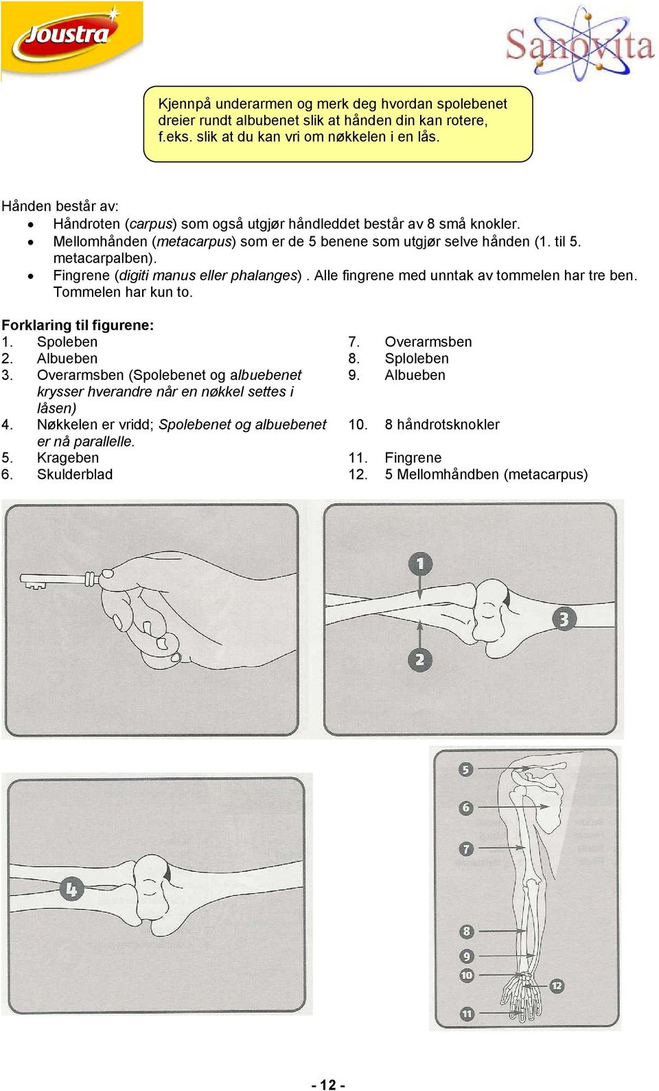 Fingrene (digiti manus eller phalanges). Alle fingrene med unntak av tommelen har tre ben. Tommelen har kun to. Forklaring til figurene: 1. Spoleben 7. Overarmsben 2. Albueben 8. Sploleben 3.