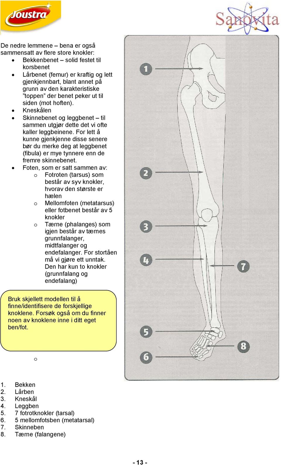 For lett å kunne gjenkjenne disse senere bør du merke deg at leggbenet (fibula) er mye tynnere enn de fremre skinnebenet.