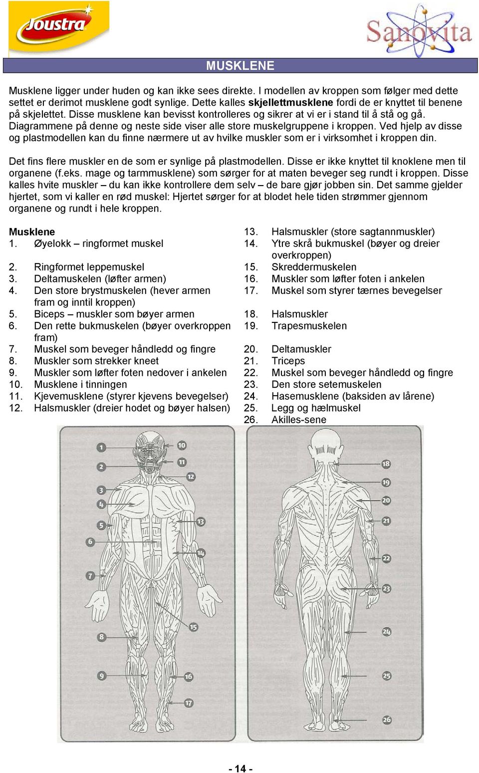 Diagrammene på denne og neste side viser alle store muskelgruppene i kroppen. Ved hjelp av disse og plastmodellen kan du finne nærmere ut av hvilke muskler som er i virksomhet i kroppen din.