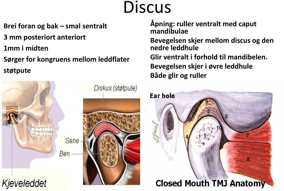caput mandibulae Bevegelsen skjer mellom discus og den nedre leddhule Glir