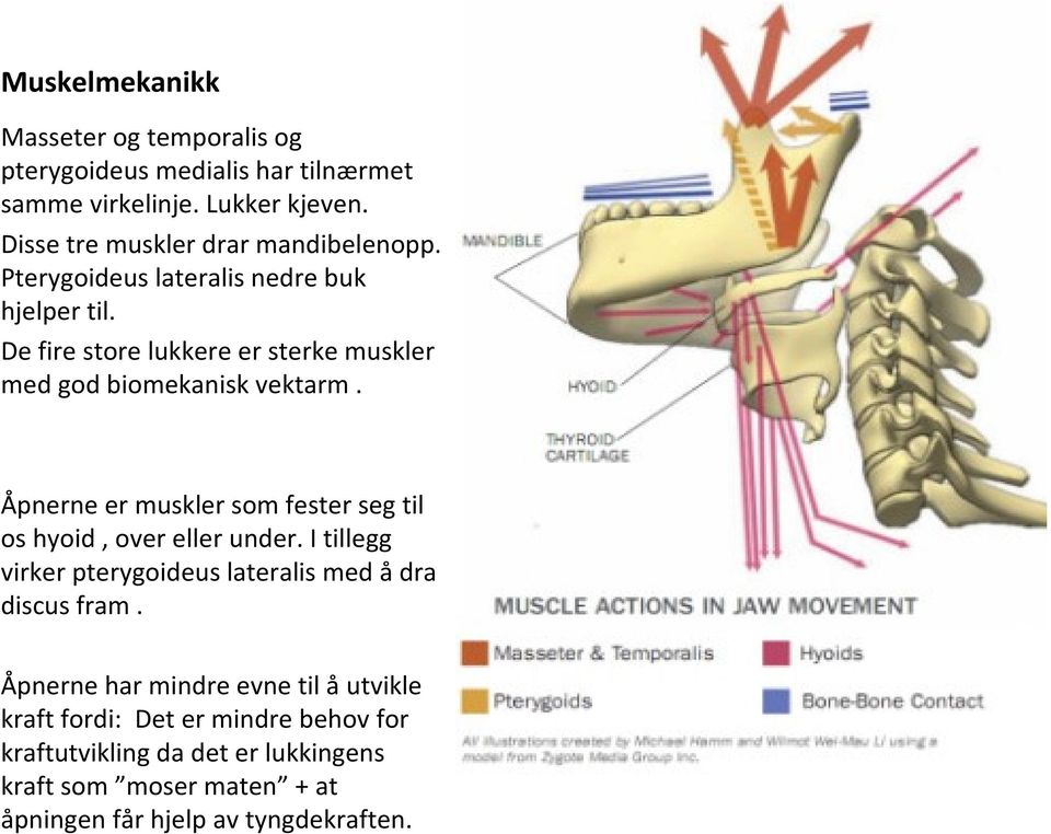 De fire store lukkere er sterke muskler med god biomekanisk vektarm. Åpnerne er muskler som fester seg til os hyoid, over eller under.