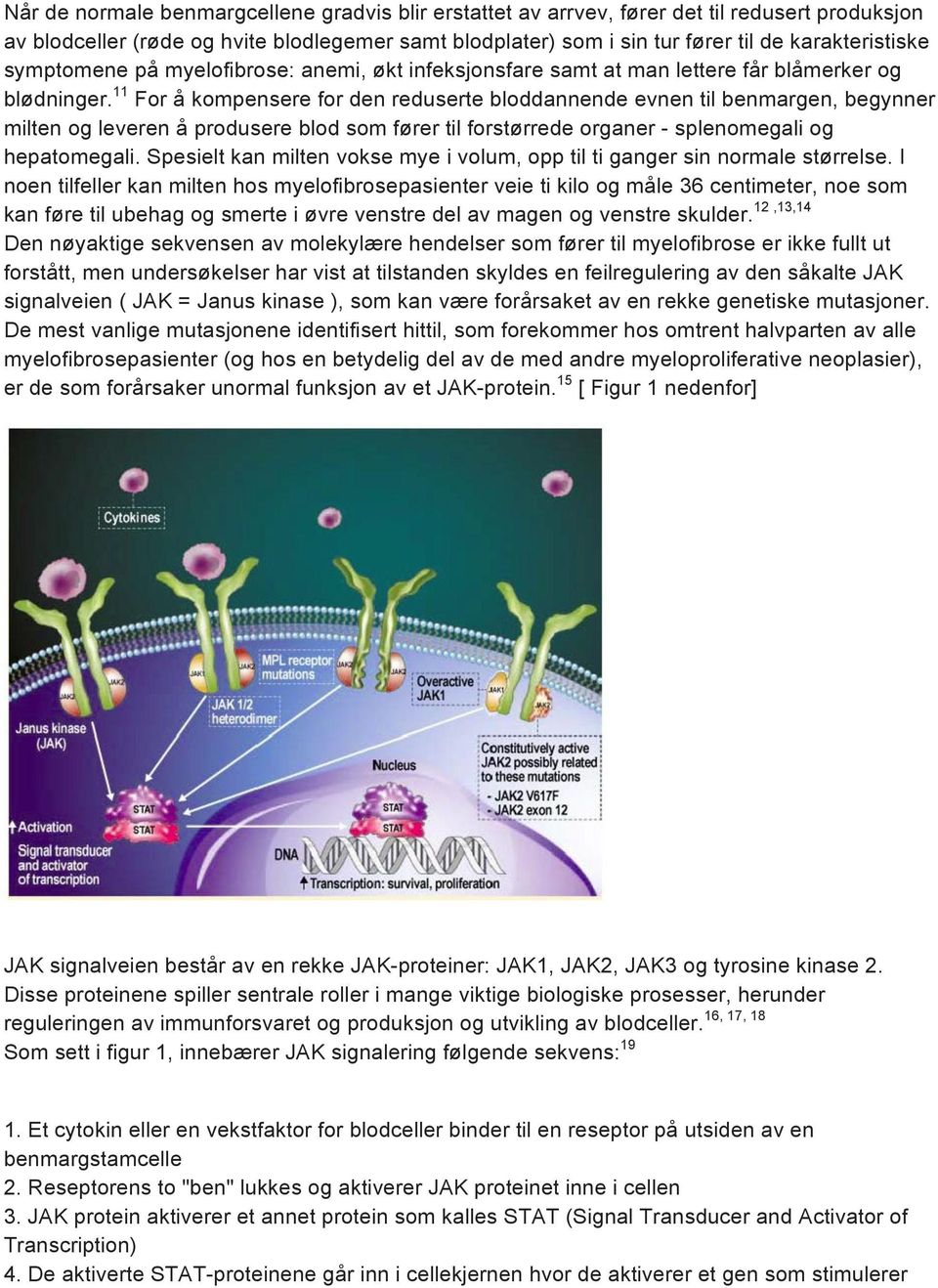 11 For å kompensere for den reduserte bloddannende evnen til benmargen, begynner milten og leveren å produsere blod som fører til forstørrede organer - splenomegali og hepatomegali.