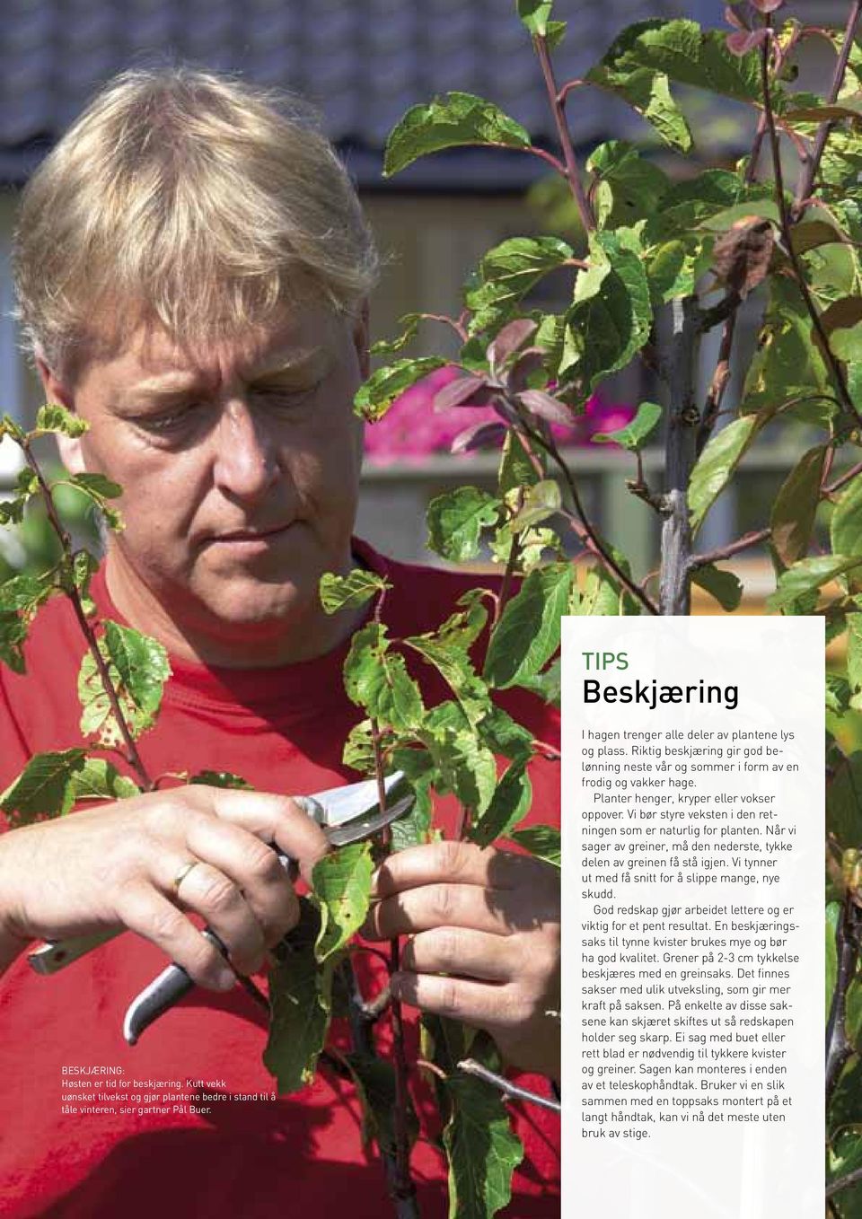 Vi bør styre veksten i den retningen som er naturlig for planten. Når vi sager av greiner, må den nederste, tykke delen av greinen få stå igjen.