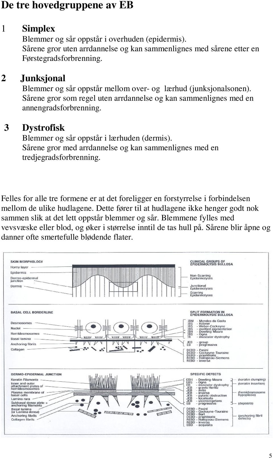 3 Dystrofisk Blemmer og sår oppstår i lærhuden (dermis). Sårene gror med arrdannelse og kan sammenlignes med en tredjegradsforbrenning.