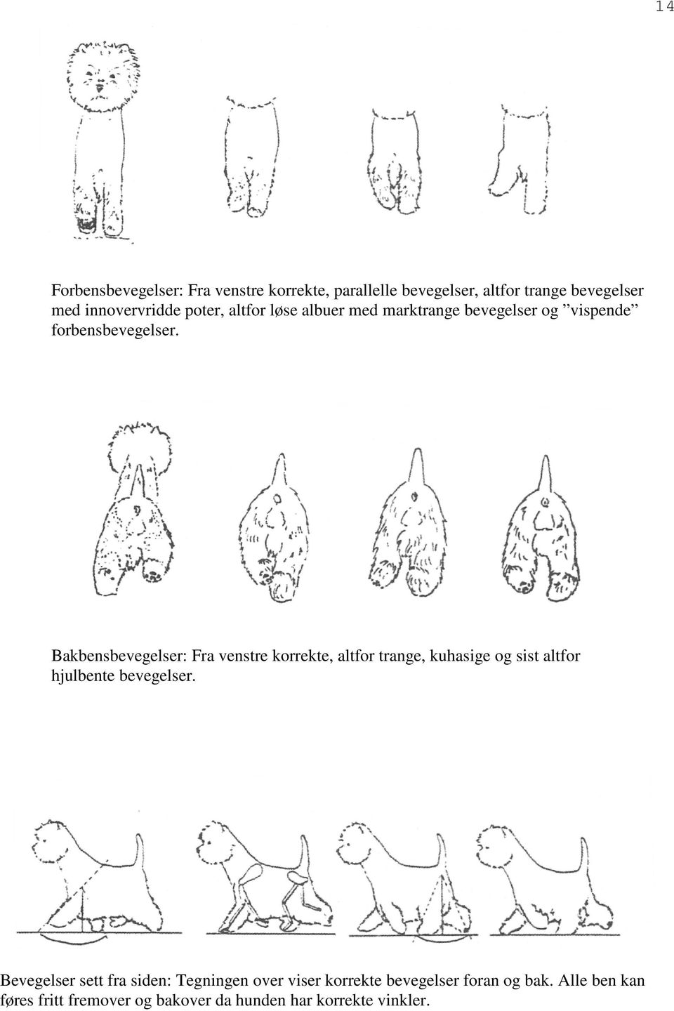 Bakbensbevegelser: Fra venstre korrekte, altfor trange, kuhasige og sist altfor hjulbente bevegelser.