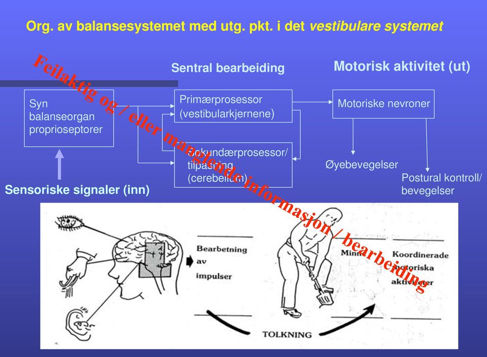 balanseorgan proprioseptorer Sensoriske signaler (inn) Primærprosessor