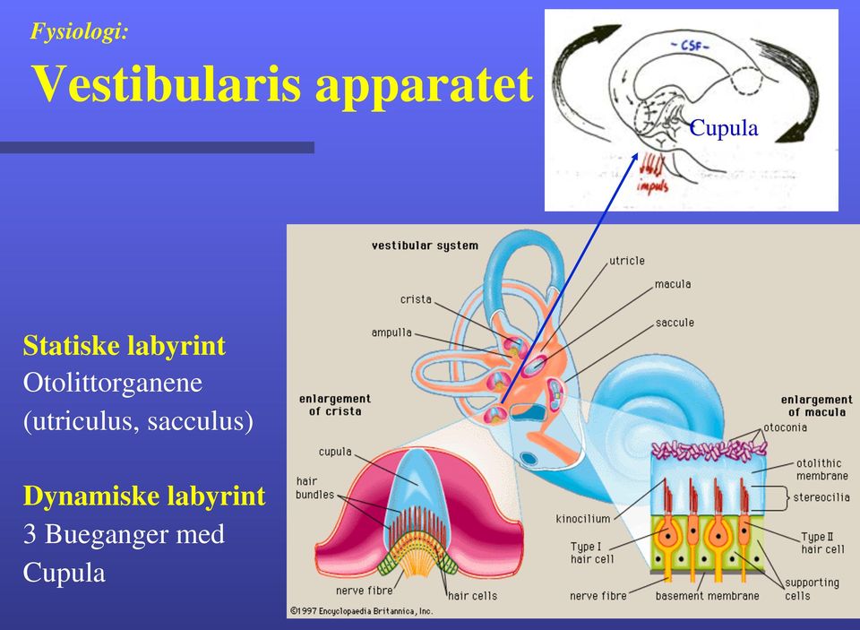 Otolittorganene (utriculus,