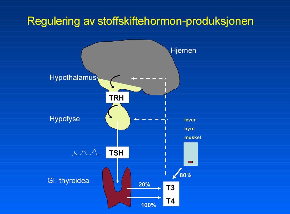 Hjernen Hypothalamus TRH Hypofyse