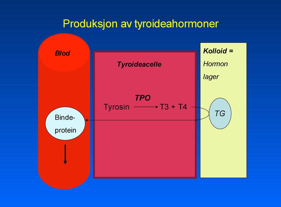 Tyroideacelle Kolloid =