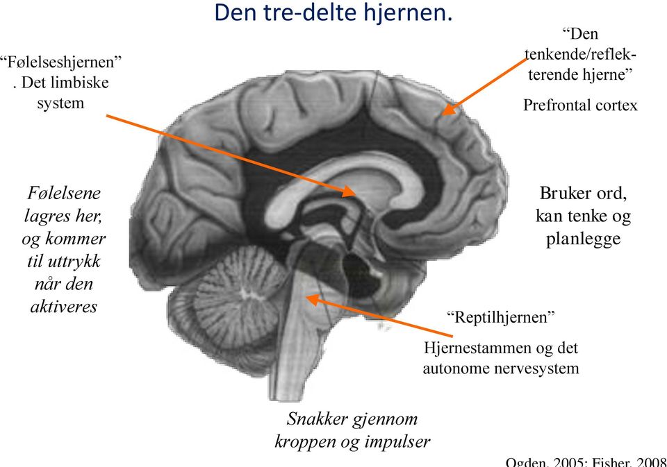 og kommer til uttrykk når den aktiveres Reptilhjernen Hjernestammen og det