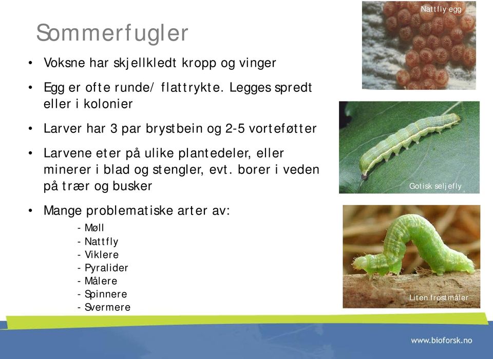 plantedeler, eller minerer i blad og stengler, evt.