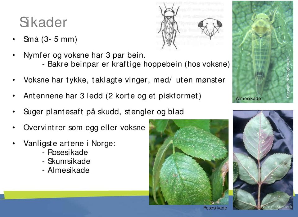 uten mønster Antennene har 3 ledd (2 korte og et piskformet) Almesikade Suger plantesaft på