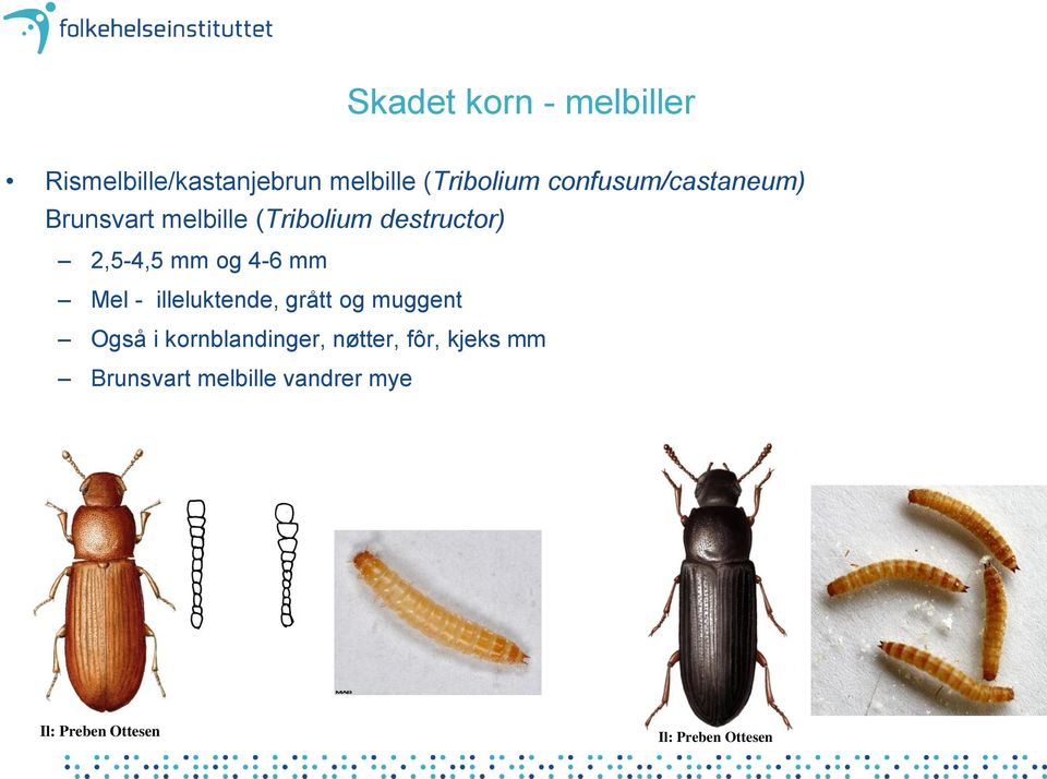 4-6 mm Mel - illeluktende, grått og muggent Også i kornblandinger, nøtter,