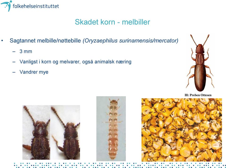 surinamensis/mercator) 3 mm Vanligst i korn