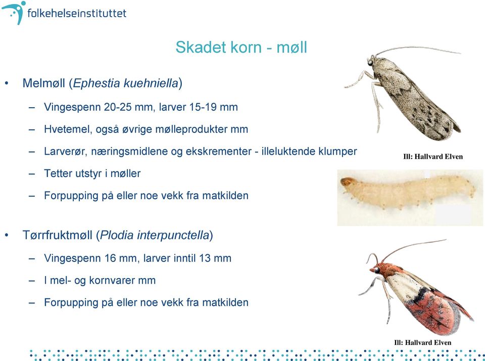 Hallvard Elven Forpupping på eller noe vekk fra matkilden Tørrfruktmøll (Plodia interpunctella) Vingespenn 16