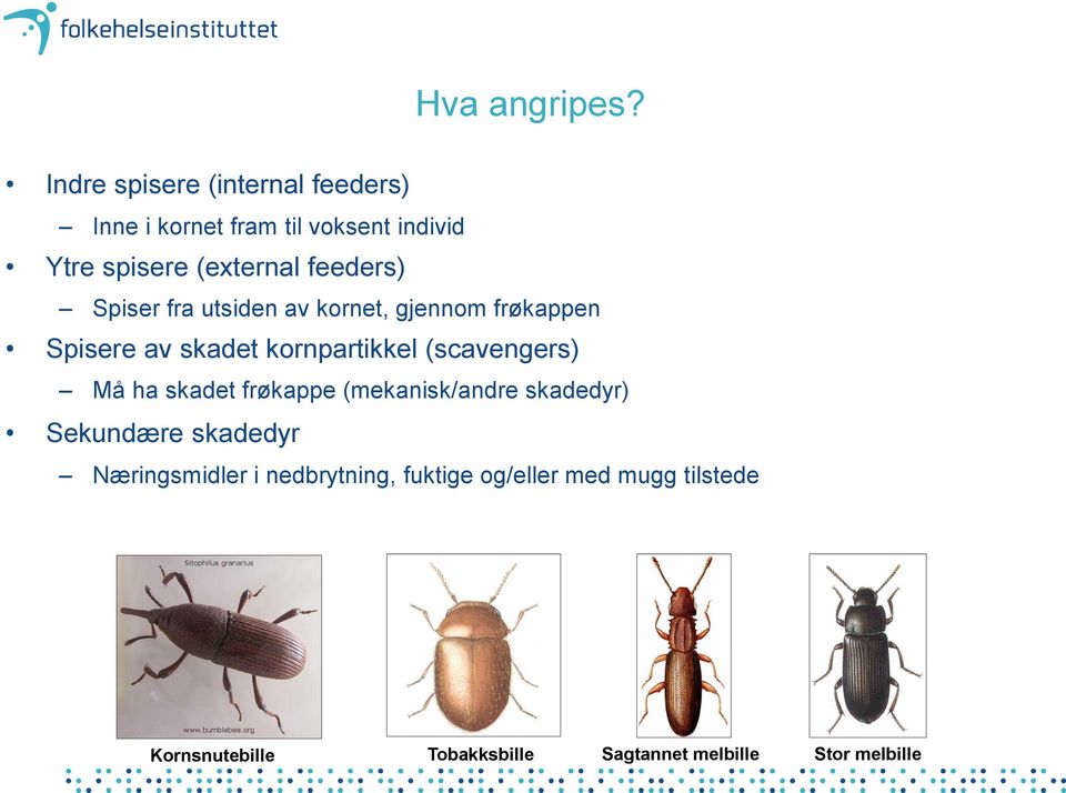 feeders) Spiser fra utsiden av kornet, gjennom frøkappen Spisere av skadet kornpartikkel