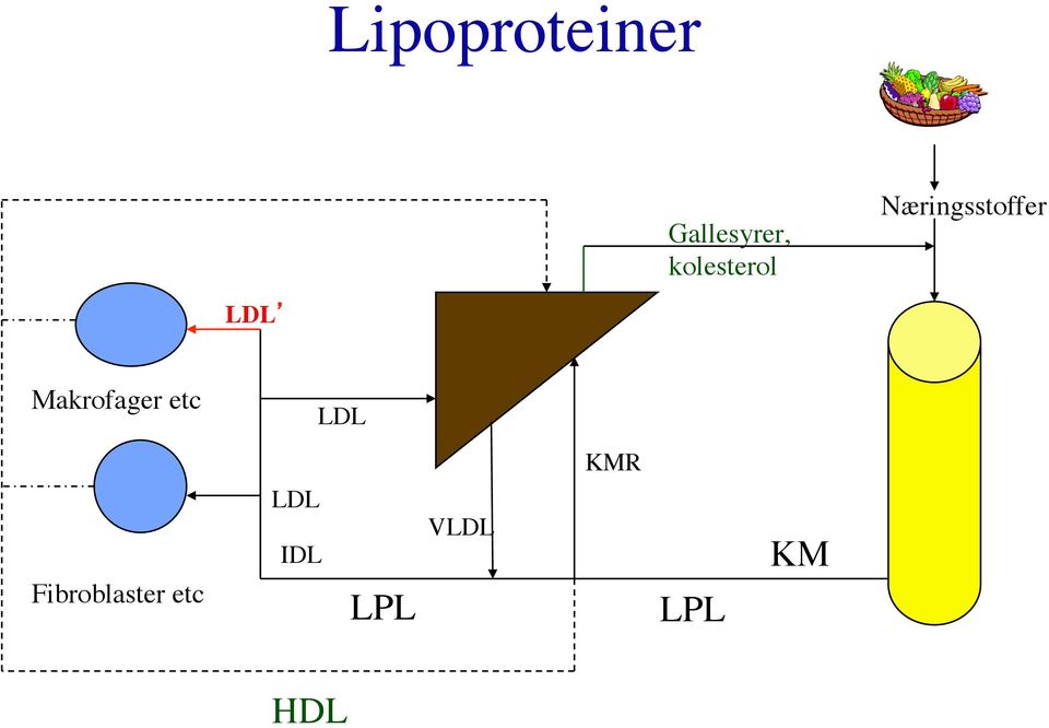 Makrofager etc LDL KMR