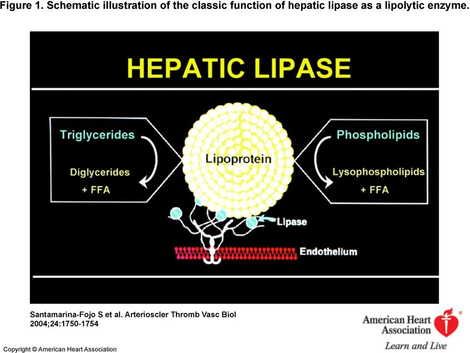 hepatic lipase as a lipolytic enzyme.
