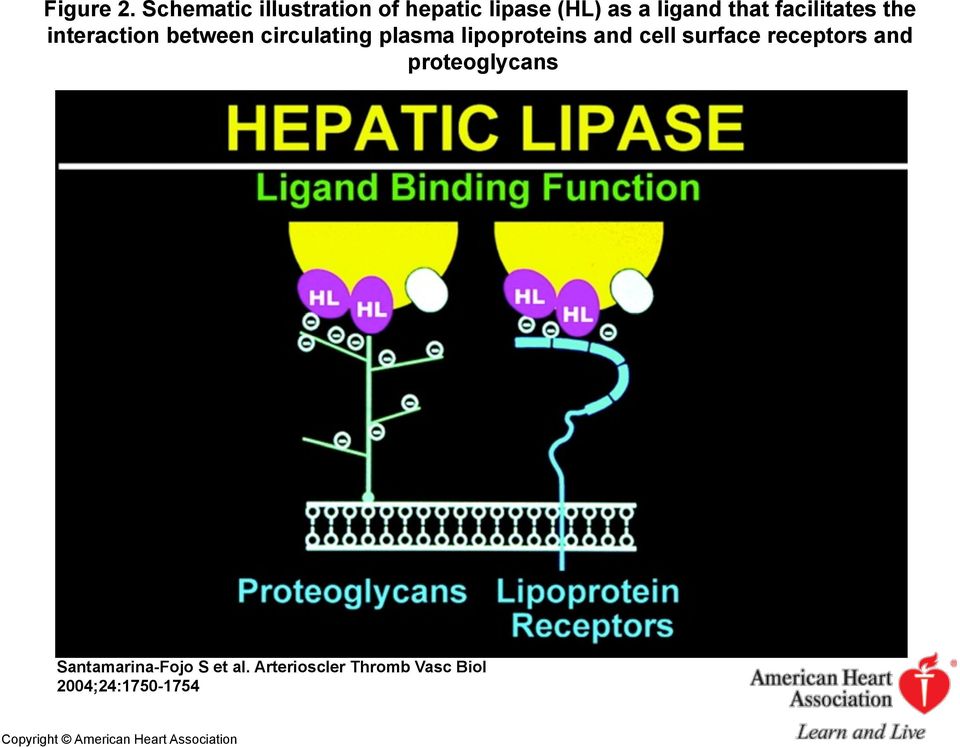 facilitates the interaction between circulating plasma lipoproteins and