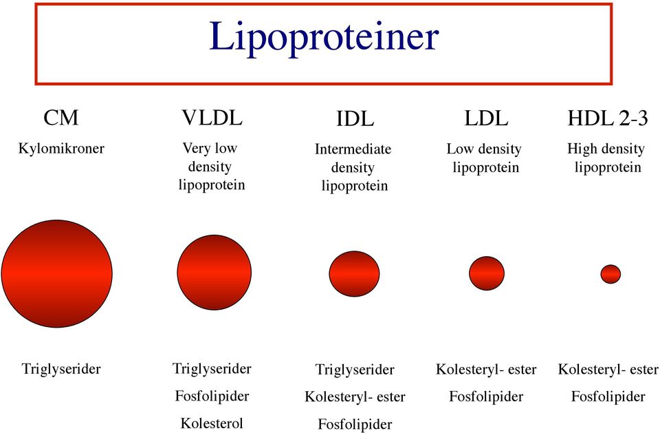 lipoprotein Triglyserider Triglyserider Triglyserider Kolesteryl- ester