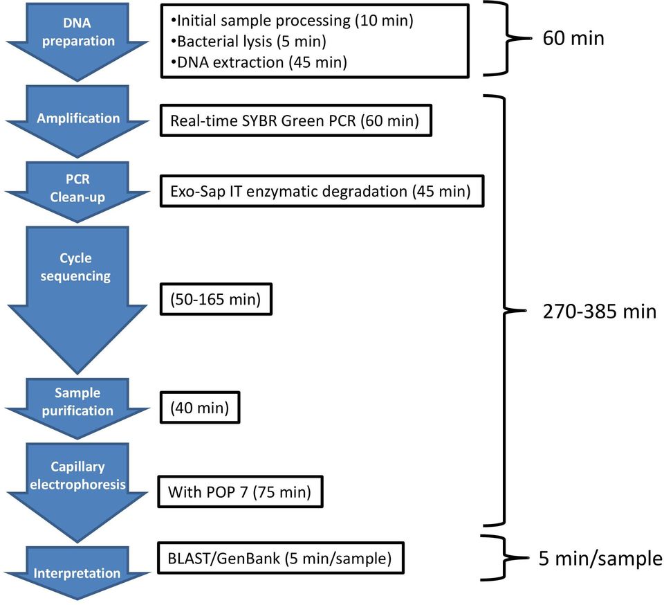 degradation (45 min) Cycle sequencing (50-165 min) 270-385 min Sample purification (40 min)