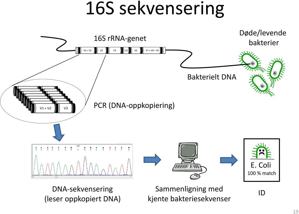 DNA-sekvensering (leser oppkopiert DNA)