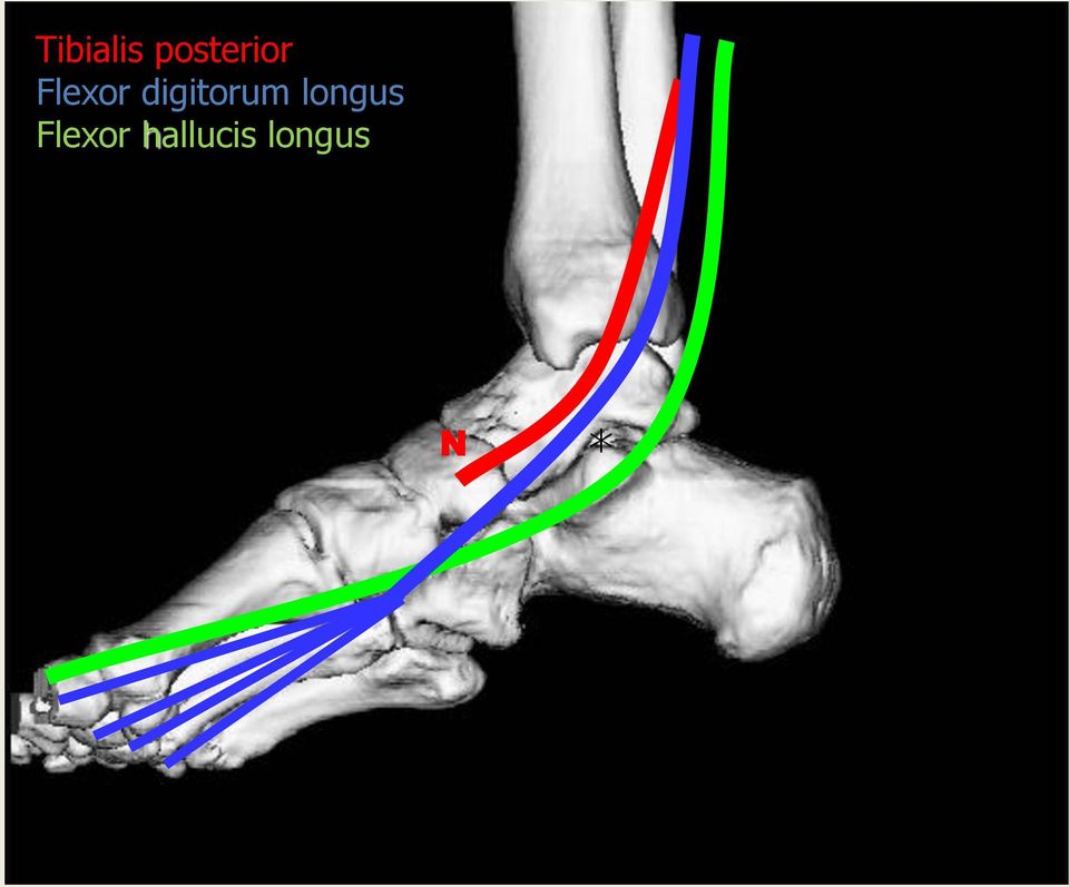 digitorum longus