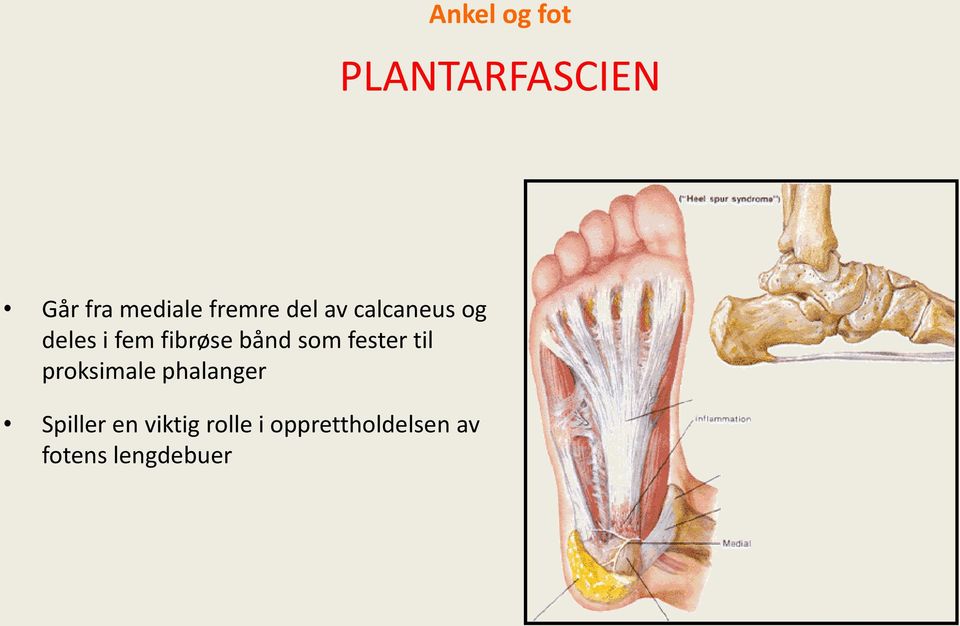 bånd som fester til proksimale phalanger Spiller