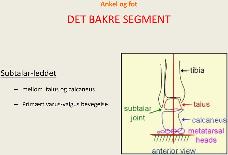 mellom talus og calcaneus