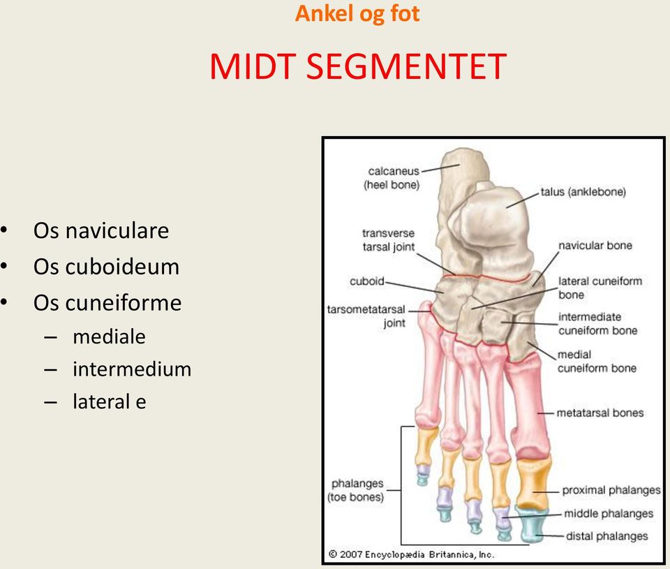 Os cuboideum Os