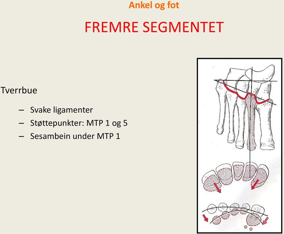 ligamenter Støttepunkter: