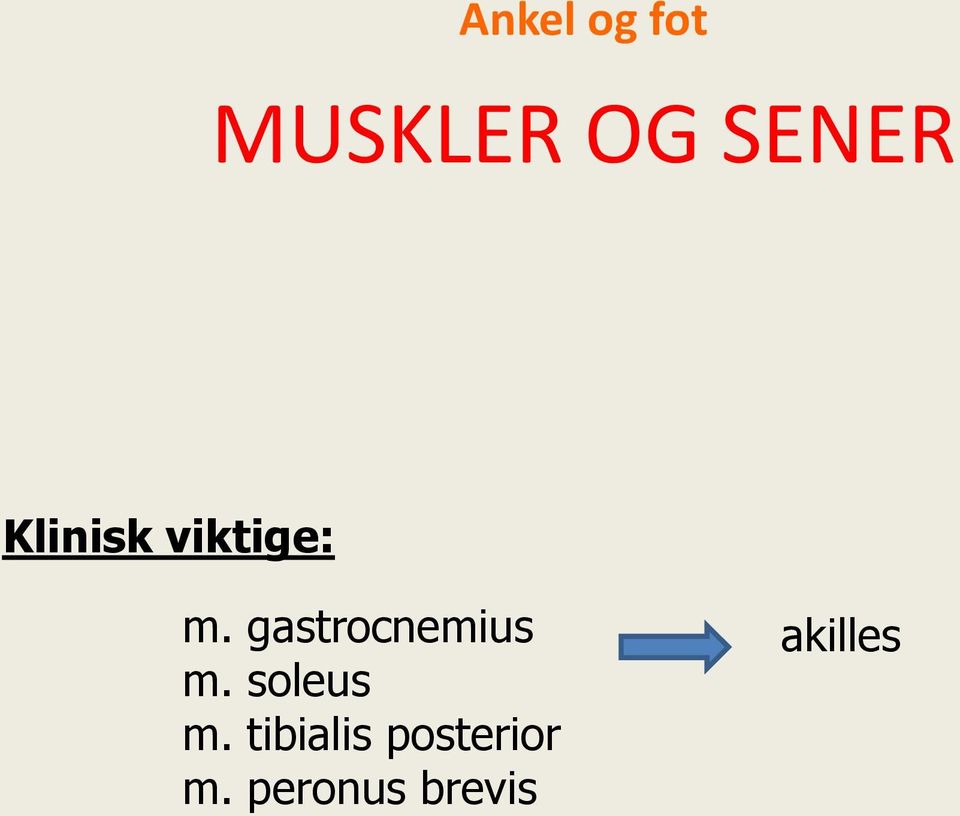 gastrocnemius m. soleus m.