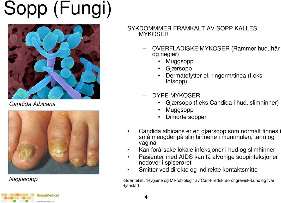 eks Candida i hud, slimhinner) Muggsopp Dimorfe sopper Candida albicans er en gjærsopp som normalt finnes i små mengder på slimhinnene i munnhulen, tarm og vagina