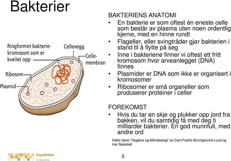 ikke er organisert i kromosomer Ribosomer er små organeller som produserer proteiner i celler FOREKOMST Hvis du tar en skje og plukker opp jord fra bakken, vil