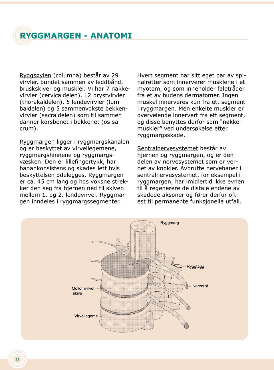 sacrum). Ryggmargen ligger i ryggmargskanalen og er beskyttet av virvellegemene, ryggmargshinnene og ryggmargsvæsken.
