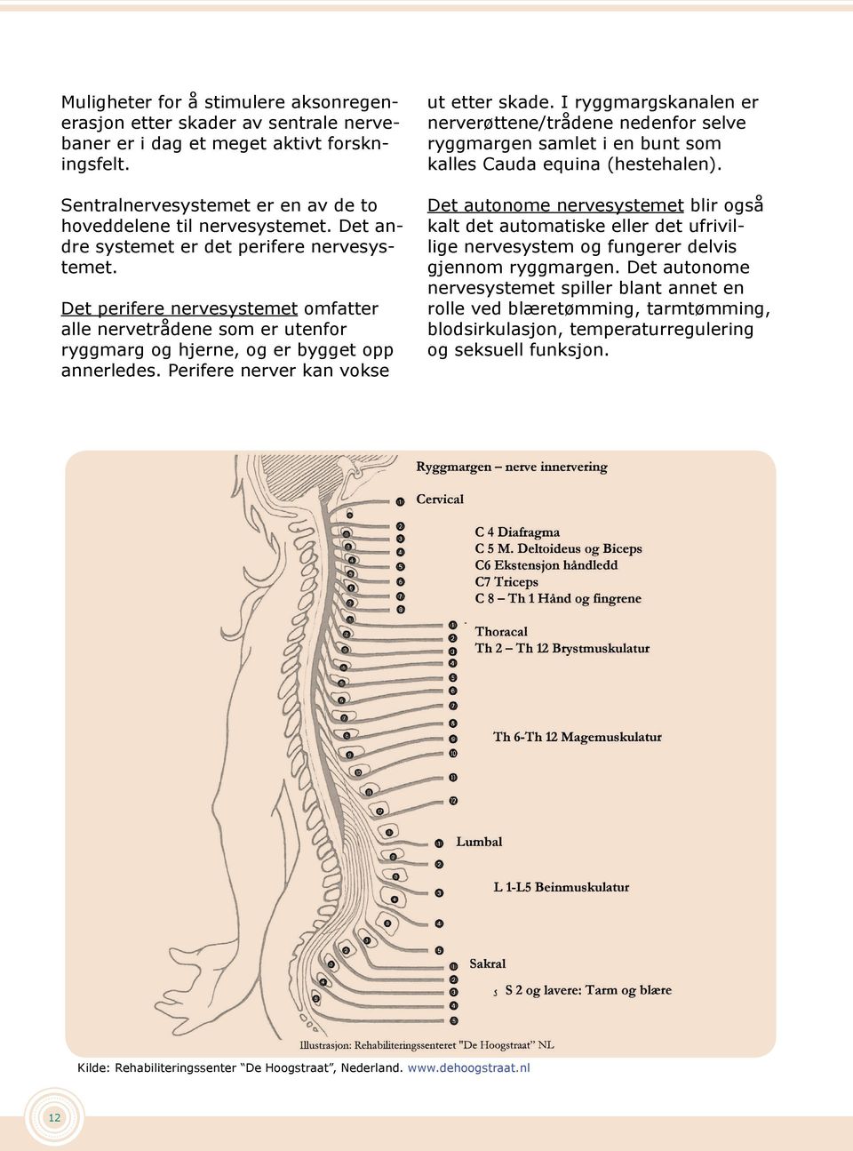 Perifere nerver kan vokse ut etter skade. I ryggmargskanalen er nerverøttene/trådene nedenfor selve ryggmargen samlet i en bunt som kalles Cauda equina (hestehalen).